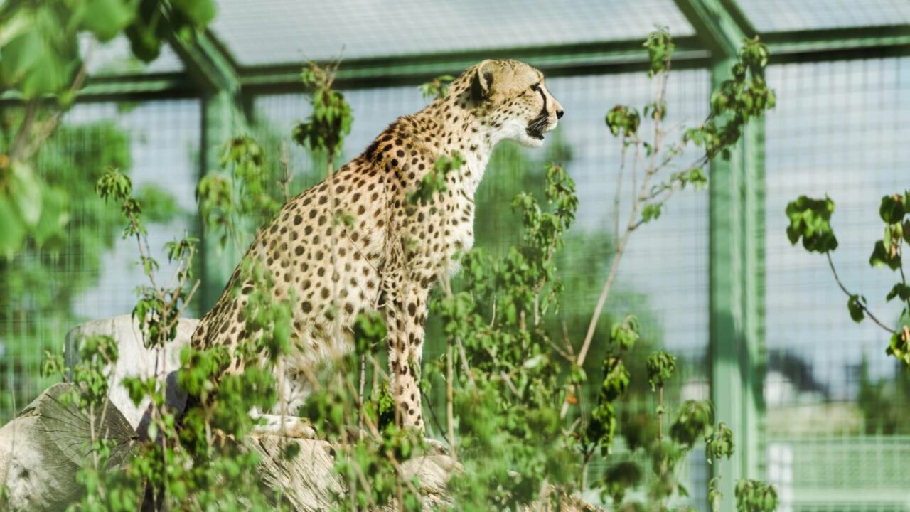 O animal brasileiro que ter uma mordida de mais de 680kg de força