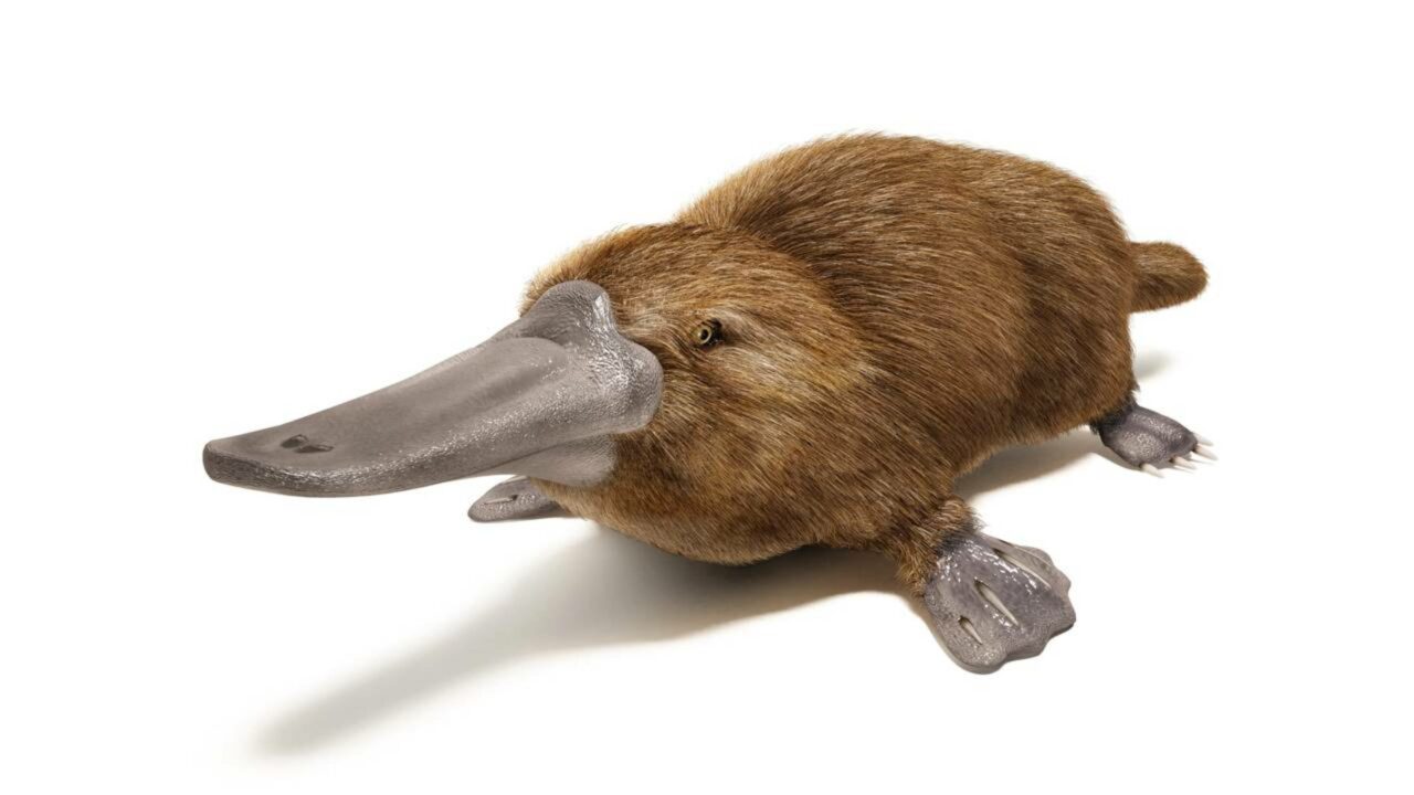 Ornitorrinco, o "erro" da evolução? As descobertas mais bizarras sobre o mamífero