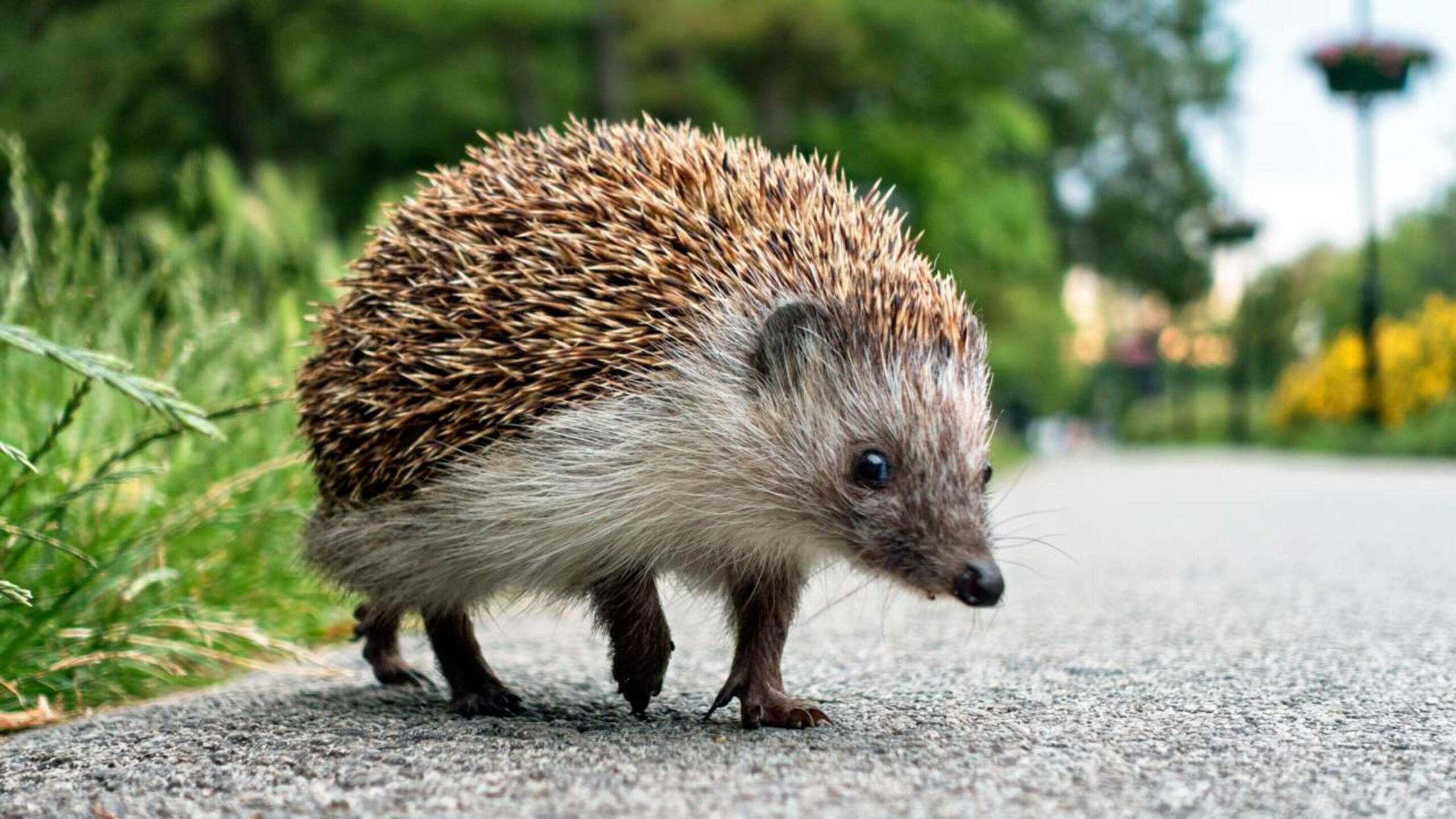 Cientistas descobrem que ouriços ouvem o que nem gatos percebem