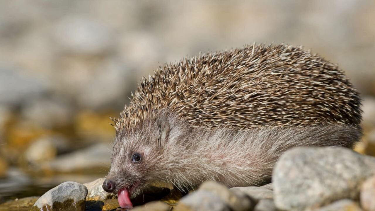 Cientistas descobrem que ouriços ouvem o que nem gatos percebem