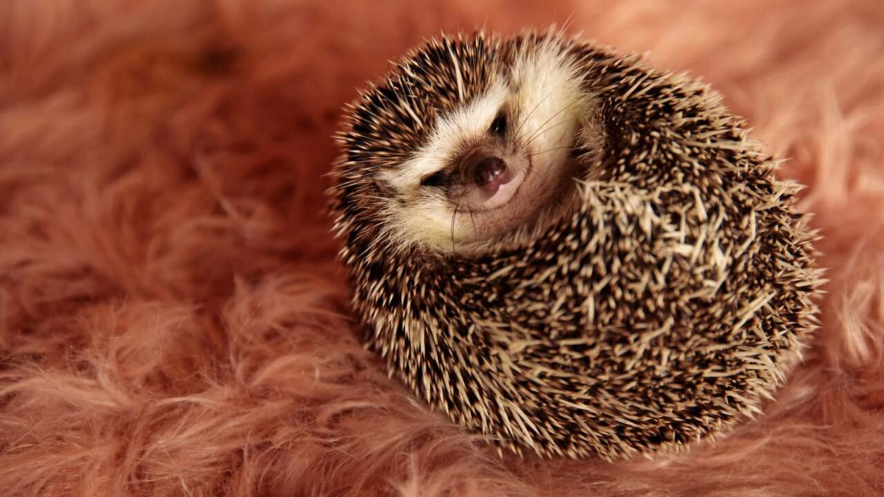 Cientistas descobrem que ouriços ouvem o que nem gatos percebem