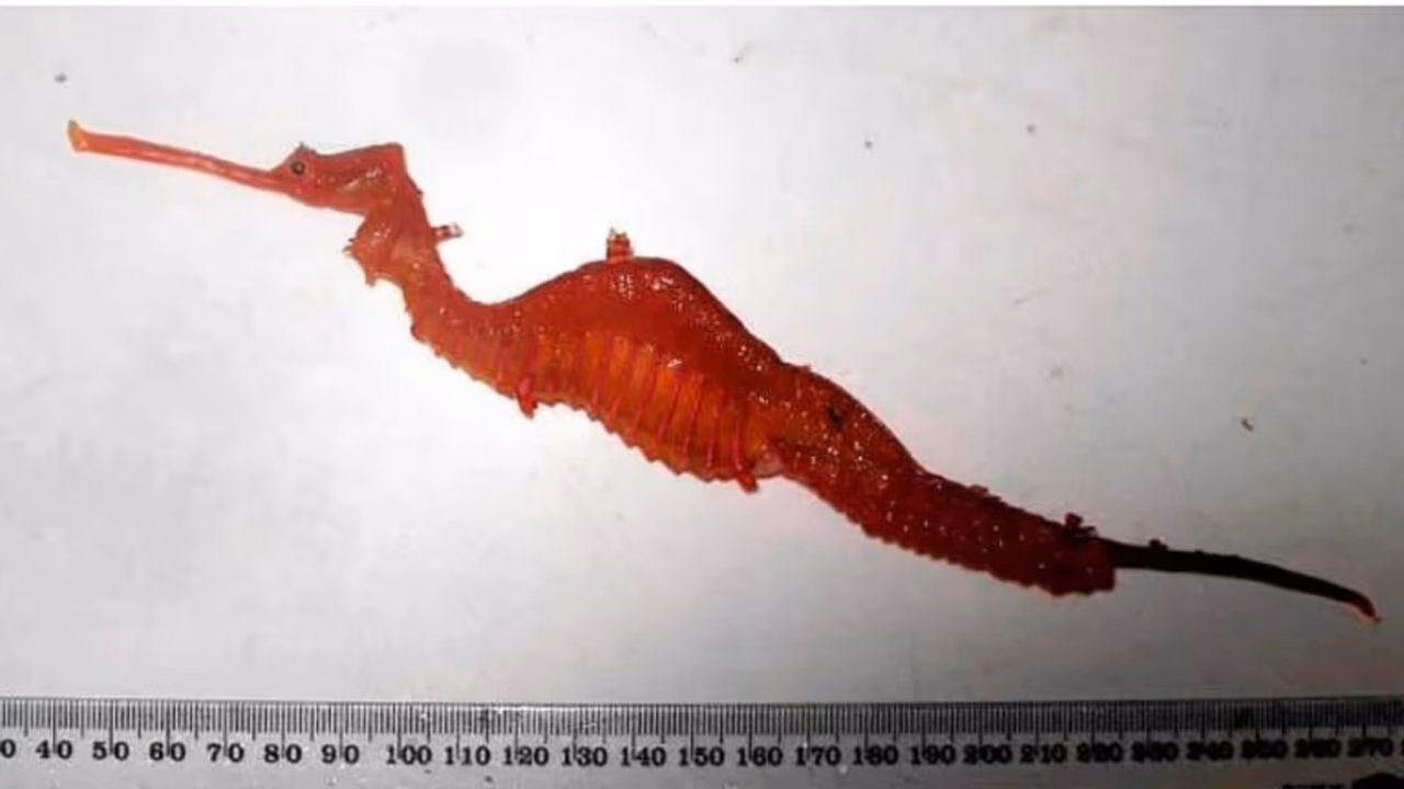 Dragão vermelho foi oficialmente identificado na Austrália