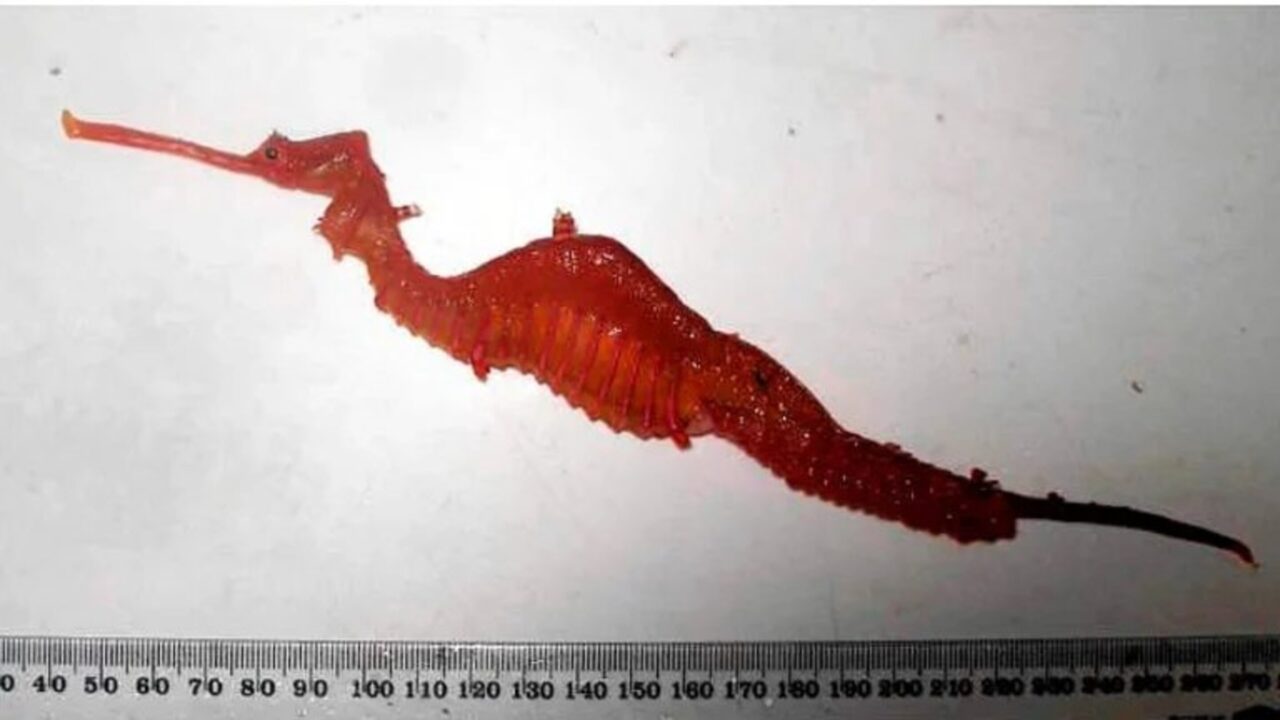 Dragão vermelho foi oficialmente identificado na Austrália