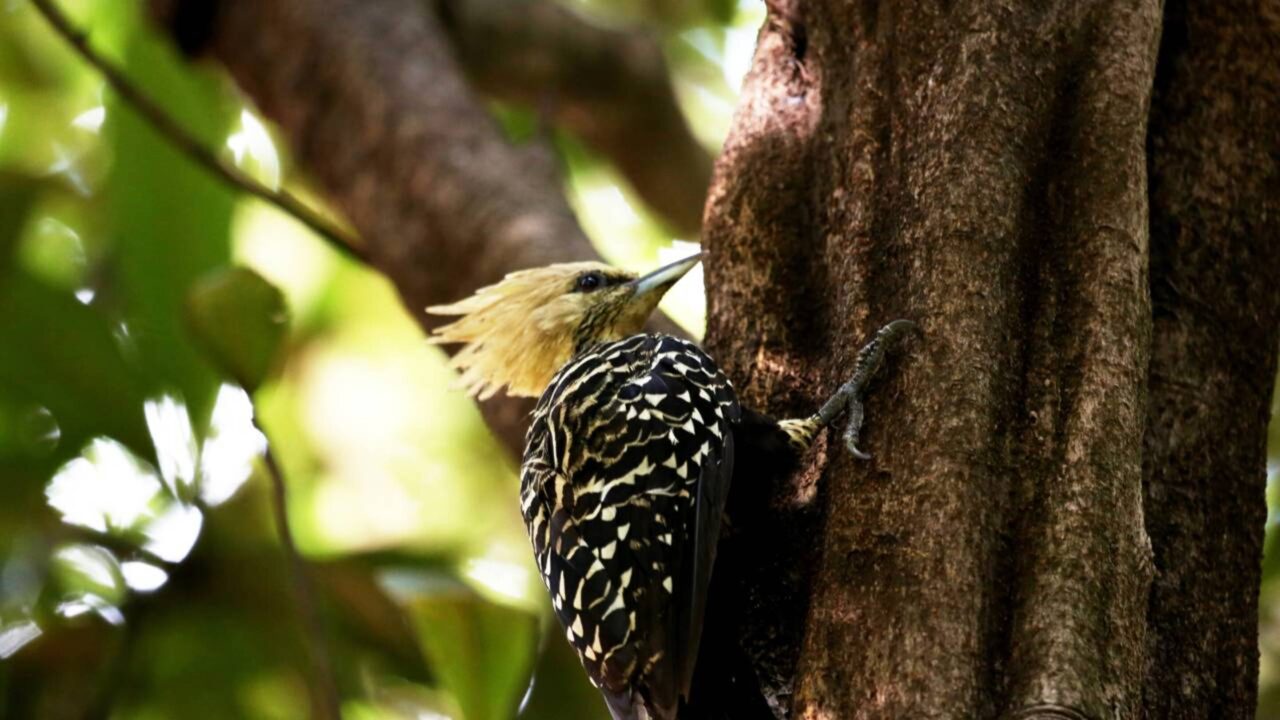 Pica-pau bate a cabeça 12 mil vezes por dia e a ciência revela por que o cérebro dele continua intacto