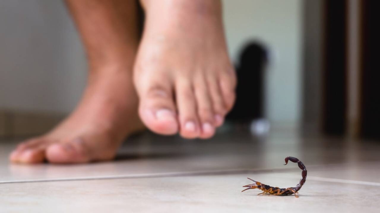 Quais os esconderijos mais comuns de escorpiões-amarelos dentro de casa?