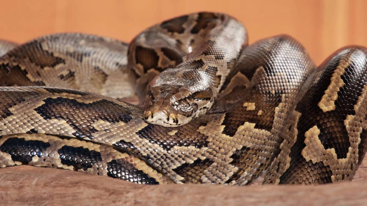 Sangue de cobra pode ser a solução para problemas de emagrecimento