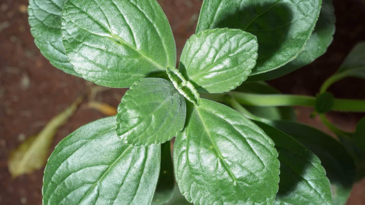 5 plantas que espantam mosquitos e podem ajudar a manter pernilongos longe da sua casa