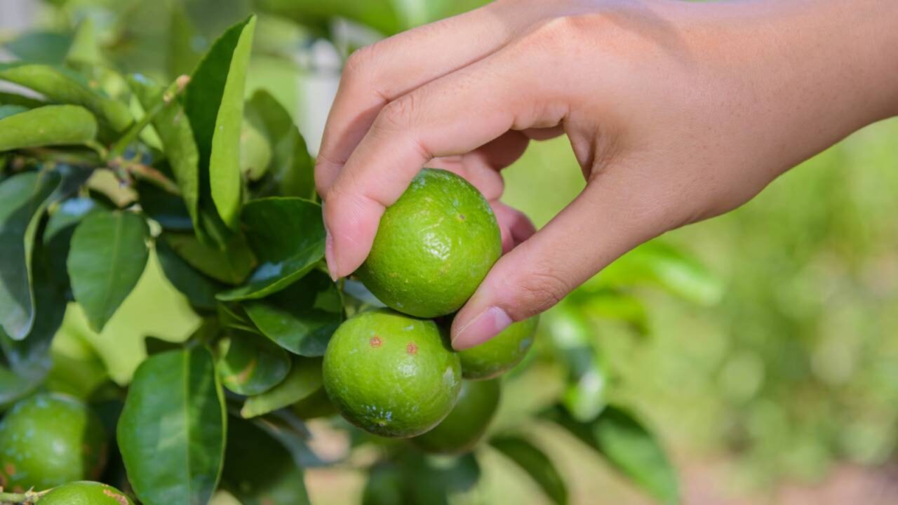 Como plantar limão em casa e começar a cultivar a fruta no quintal ou no vaso