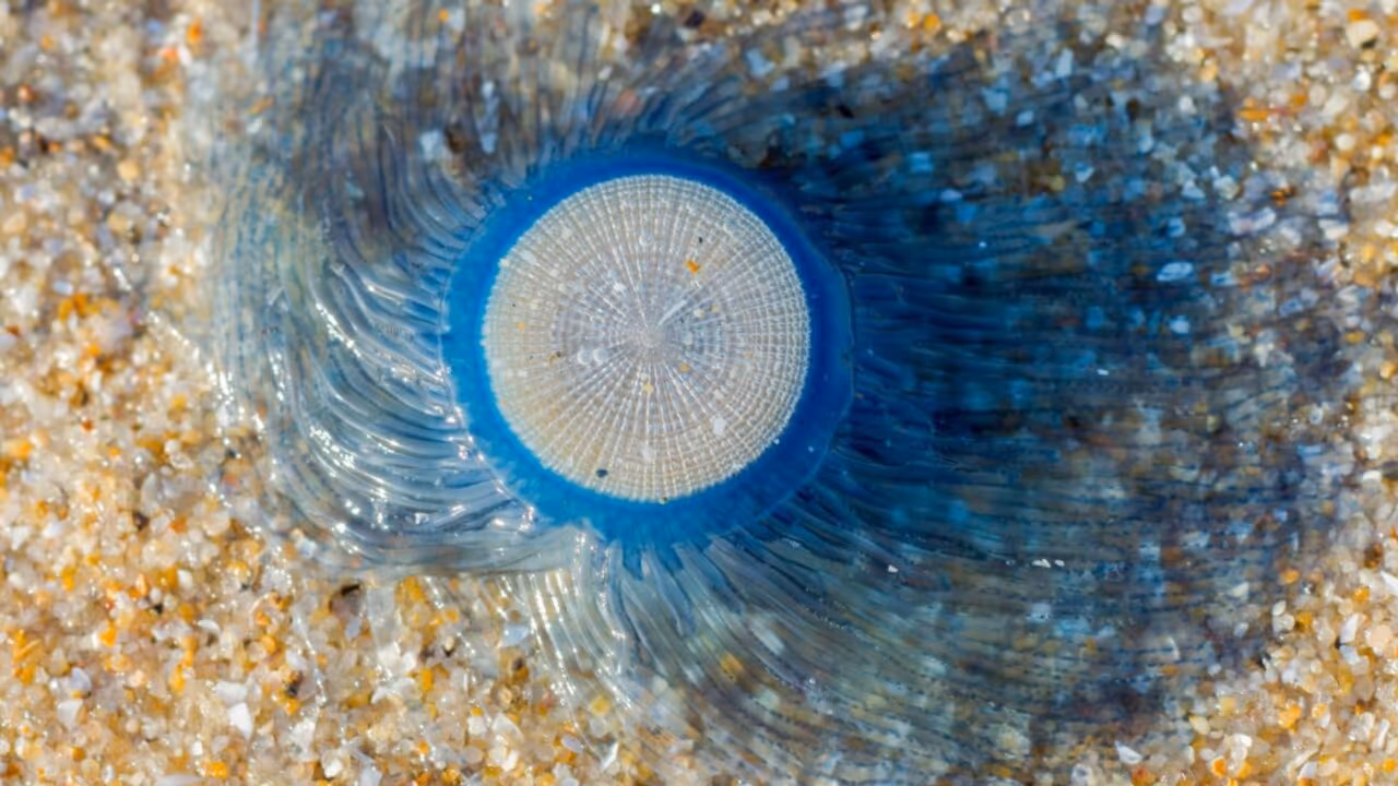 “Botão-azul vivo” invade praia e assusta banhistas
