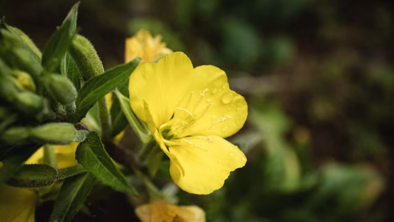 Essas flores conseguem ouvir abelhas e atraí-las para perto
