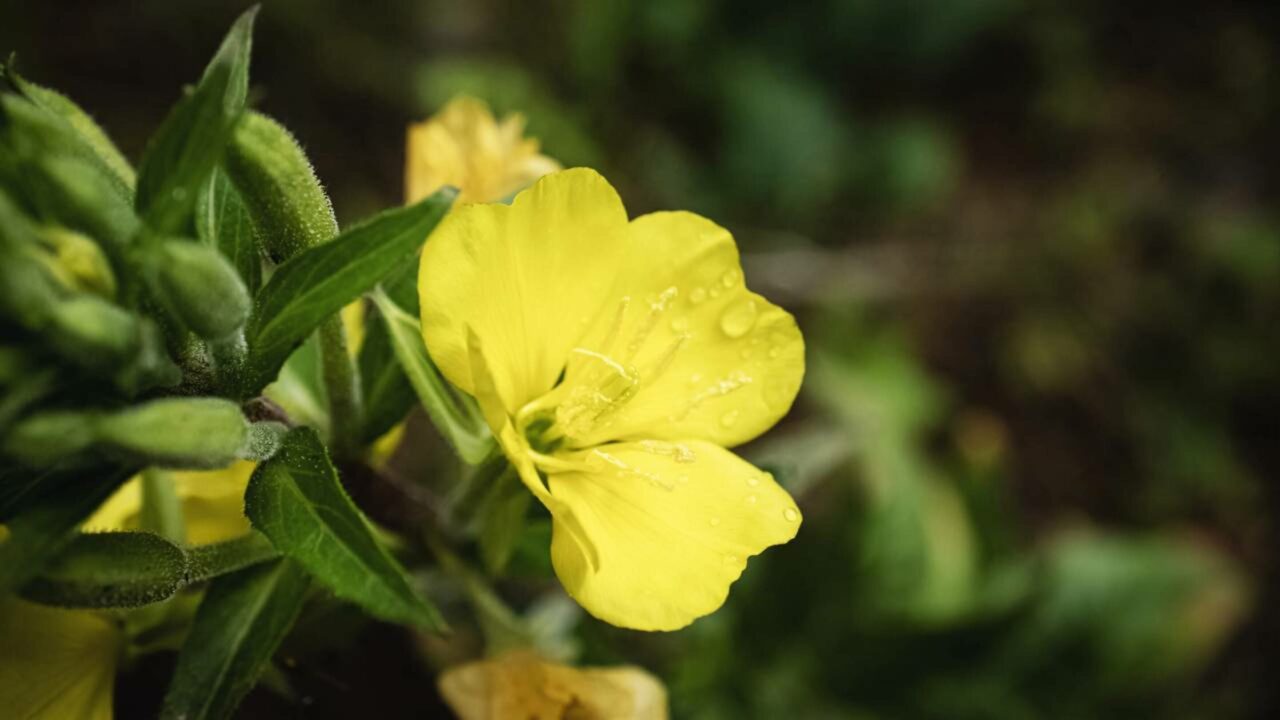 Essas flores conseguem ouvir abelhas e atraí-las para perto