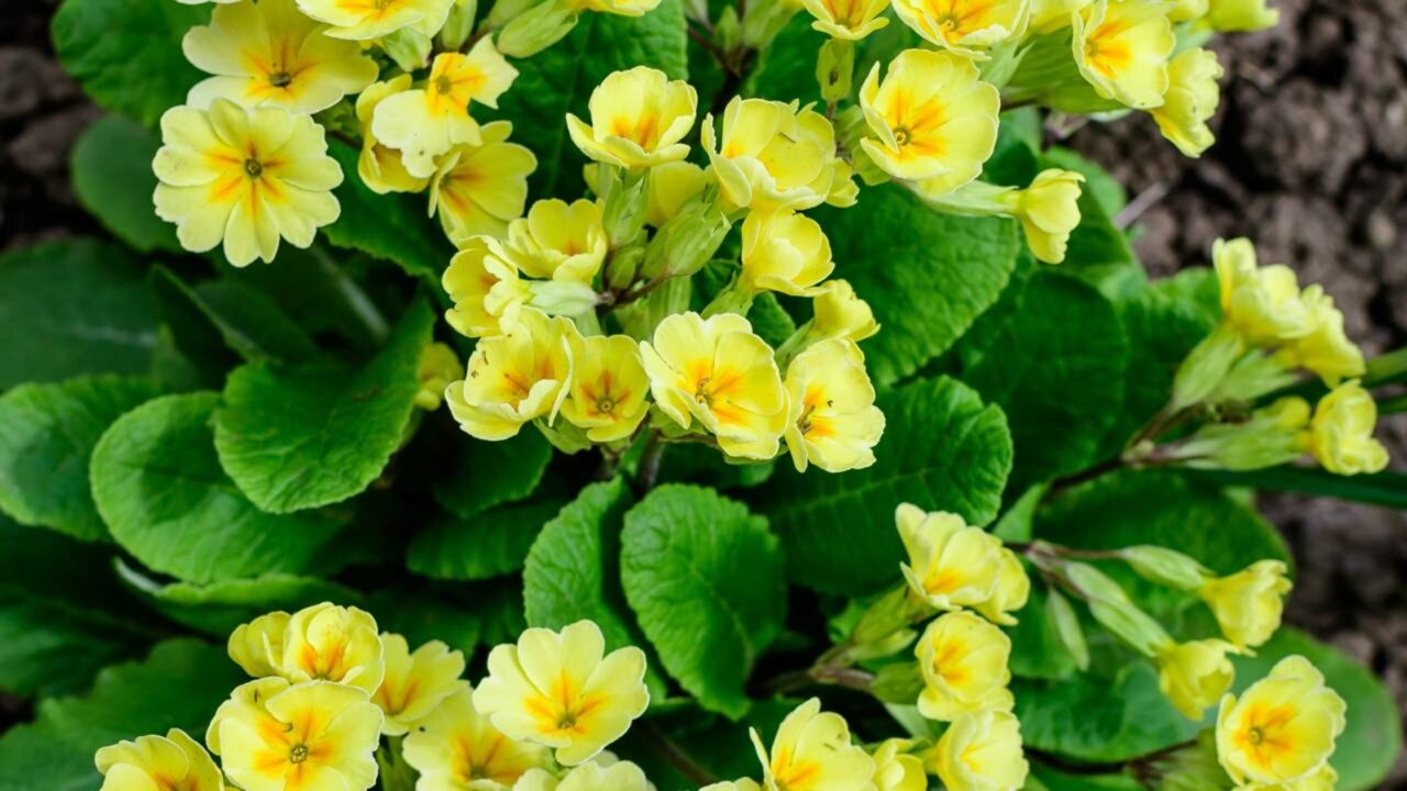 Essas flores conseguem ouvir abelhas e atraí-las para perto