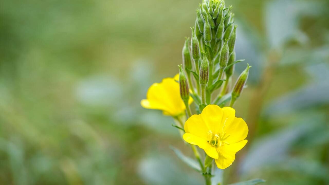 Essas flores conseguem ouvir abelhas e atraí-las para perto