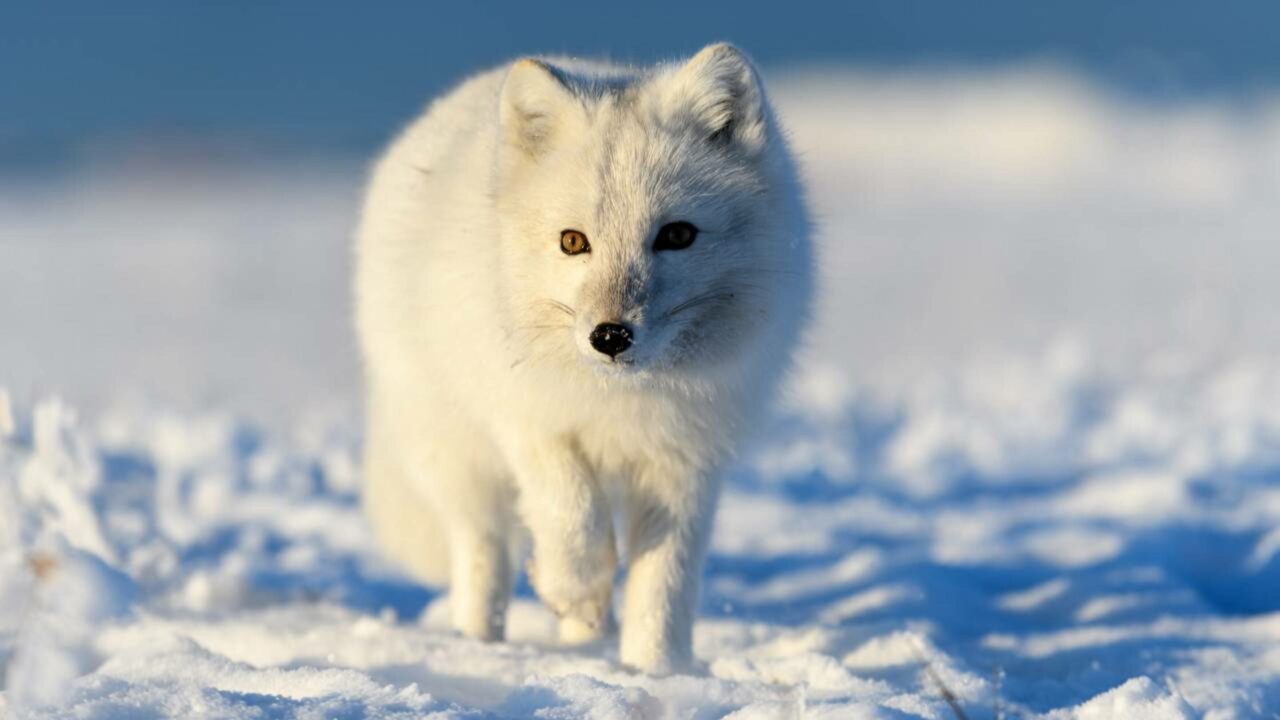Raposa-do-Ártico, o animal “fofo” mais estratégico do planeta