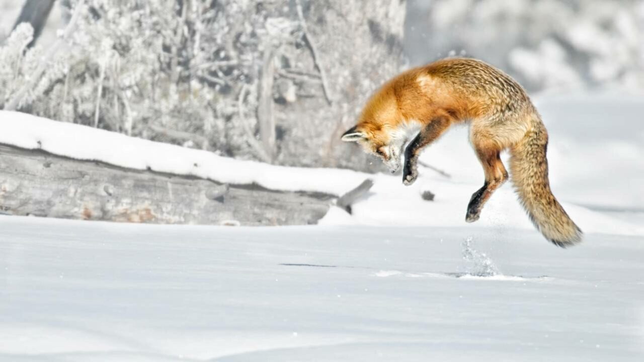 Raposa-do-Ártico, o animal "fofo" mais estratégico do planeta
