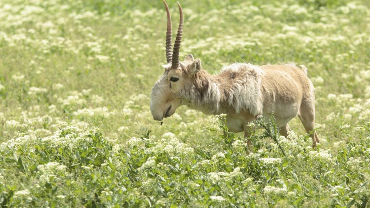 Um dos animais mais estranho da natureza pode desaparecer antes de você conhecê-lo