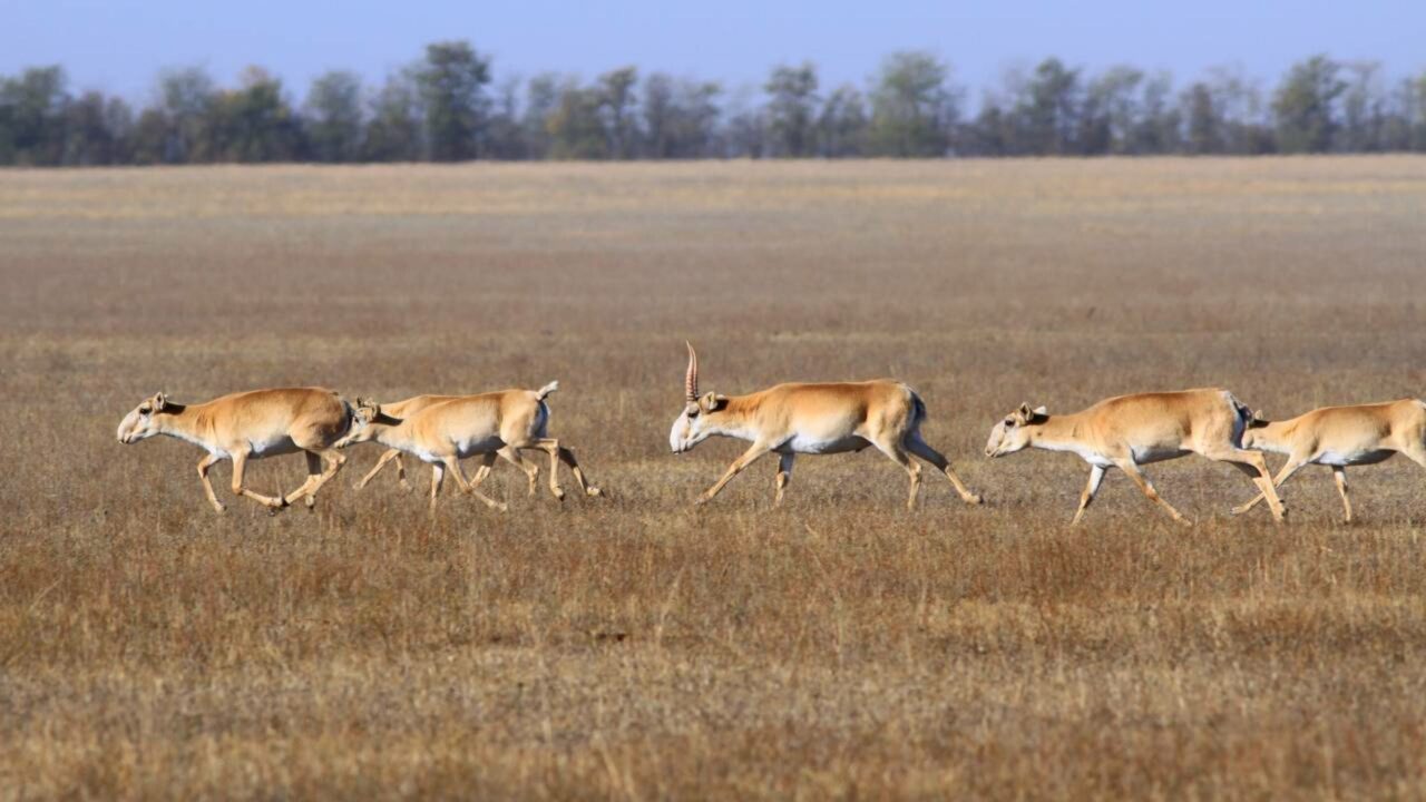 Um dos animais mais estranho da natureza pode desaparecer antes de você conhecê-lo