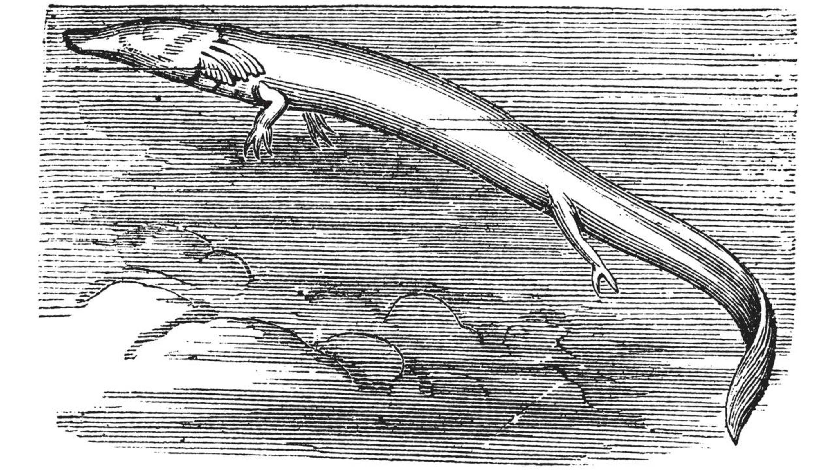 Os “bebês de dragão’” da Eslovênia intrigaram cientistas há muito tempo