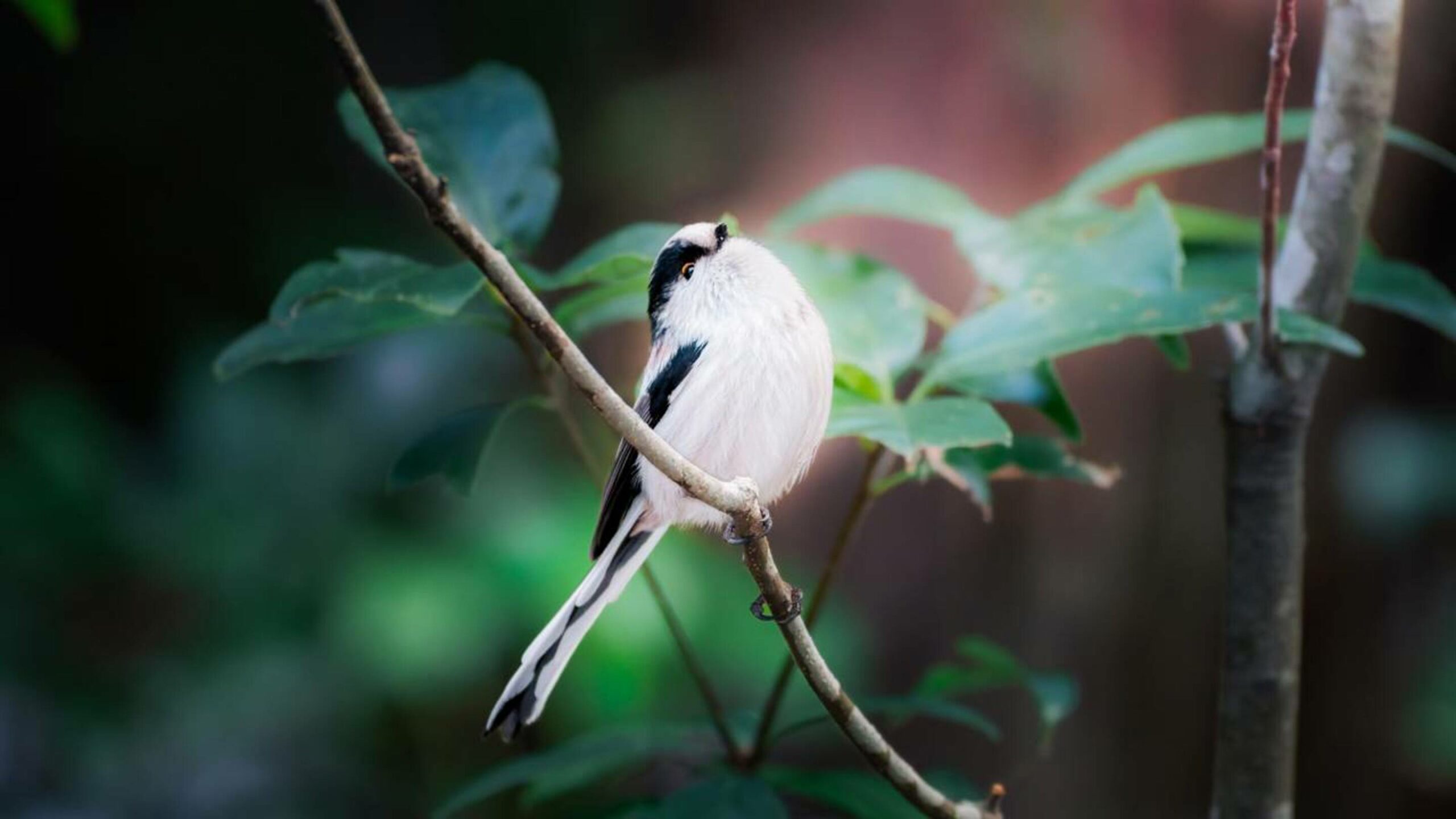 O pássaro “mais fofo do mundo” luta contra o gelo do Japão