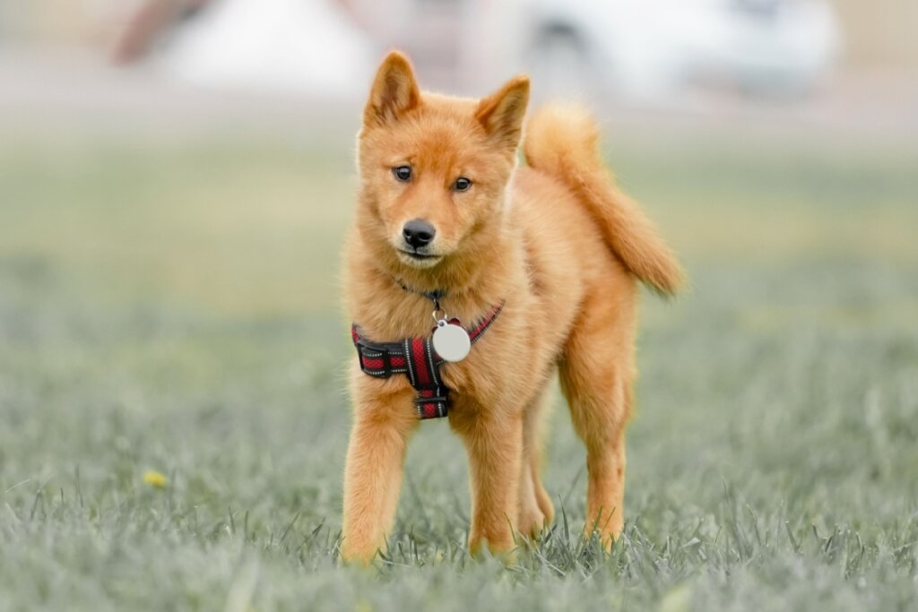 Spitz finlandês: conheça as características do cachorro dessa raça  