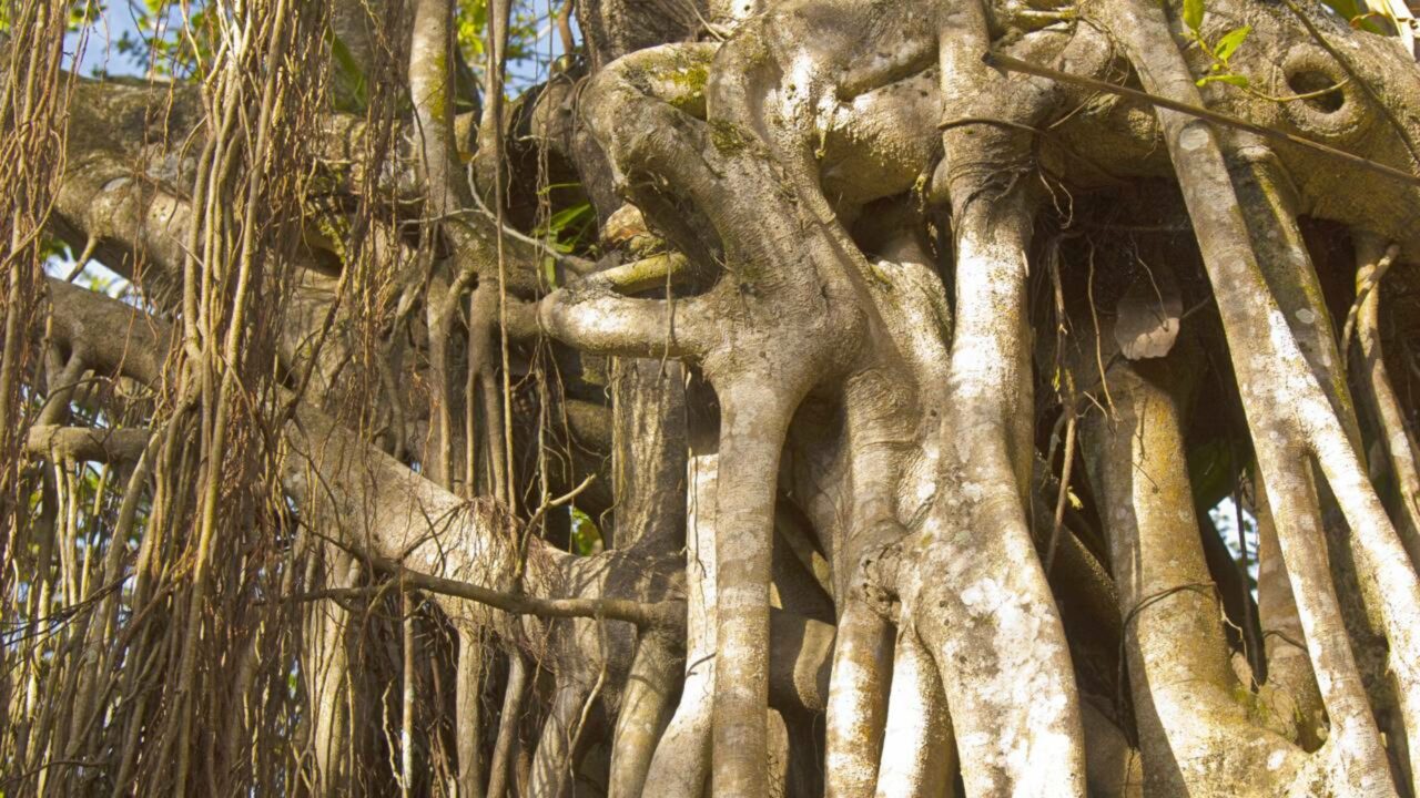 Essa planta cresce "de cima para baixo" e pode ser letal