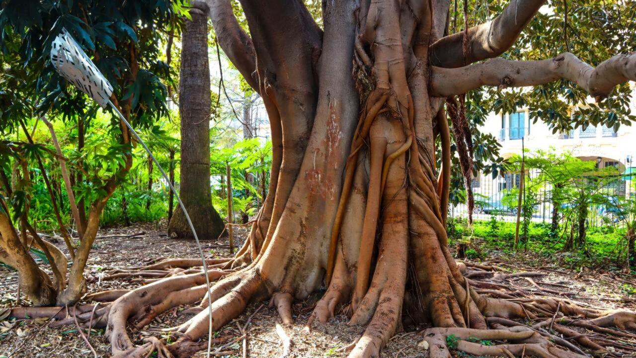 Essa planta cresce "de cima para baixo" e pode ser letal