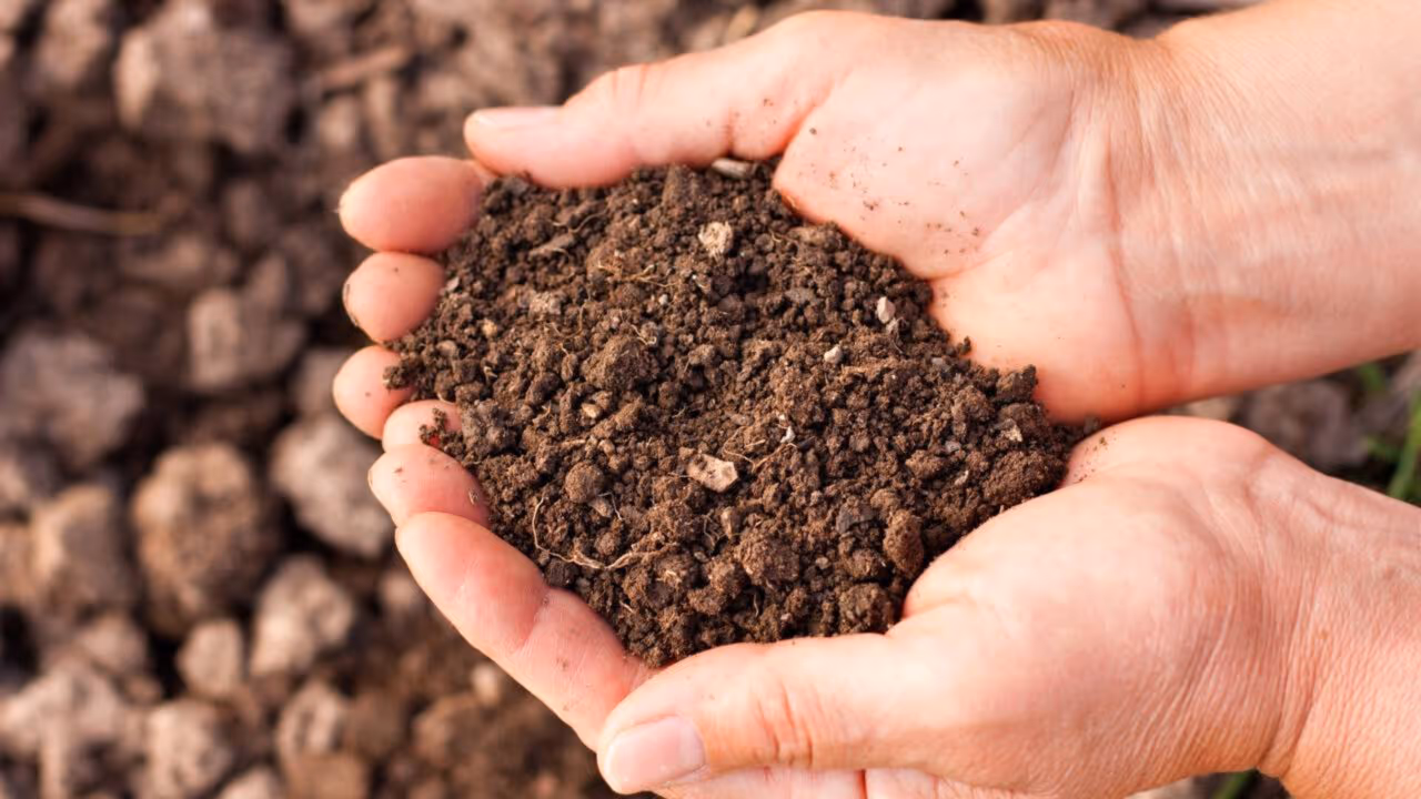 Plantas que melhoram o solo naturalmente e quase ninguém usa no Brasil