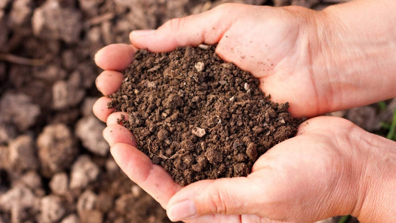 Plantas que melhoram o solo naturalmente e quase ninguém usa no Brasil