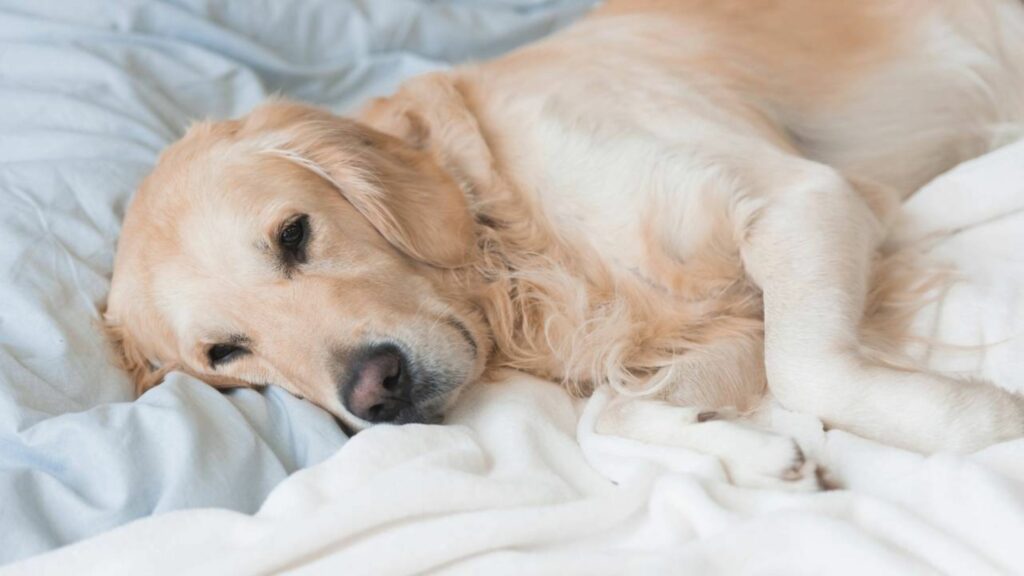 Sete sinais silenciosos de que seu cachorro está envelhecendo