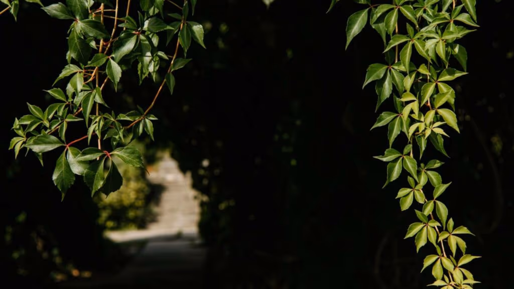 Plantas trepadeiras copiam suas árvores hospedeiras para escapar de predadores