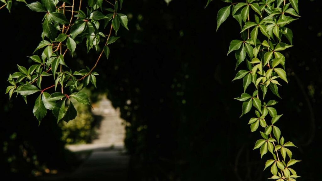 Plantas trepadeiras copiam suas árvores hospedeiras para escapar de predadores
