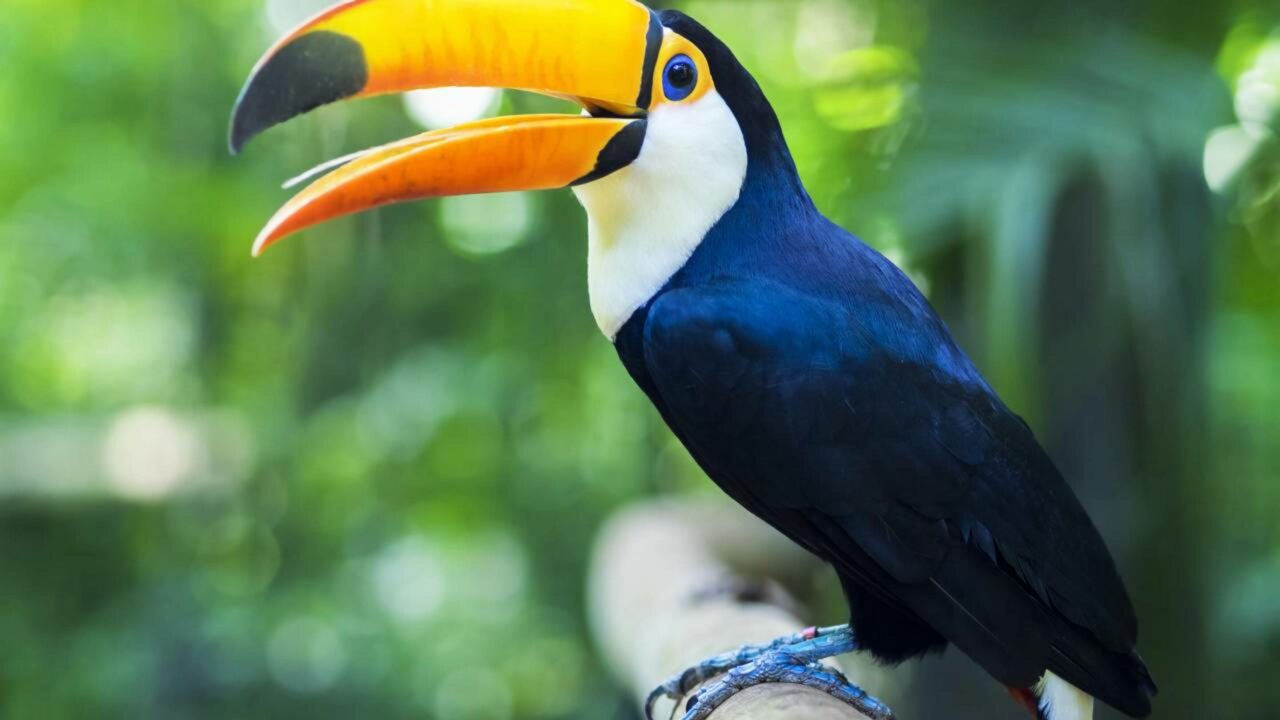 Tucano branco raro é registrado por fotógrafo na Costa Rica