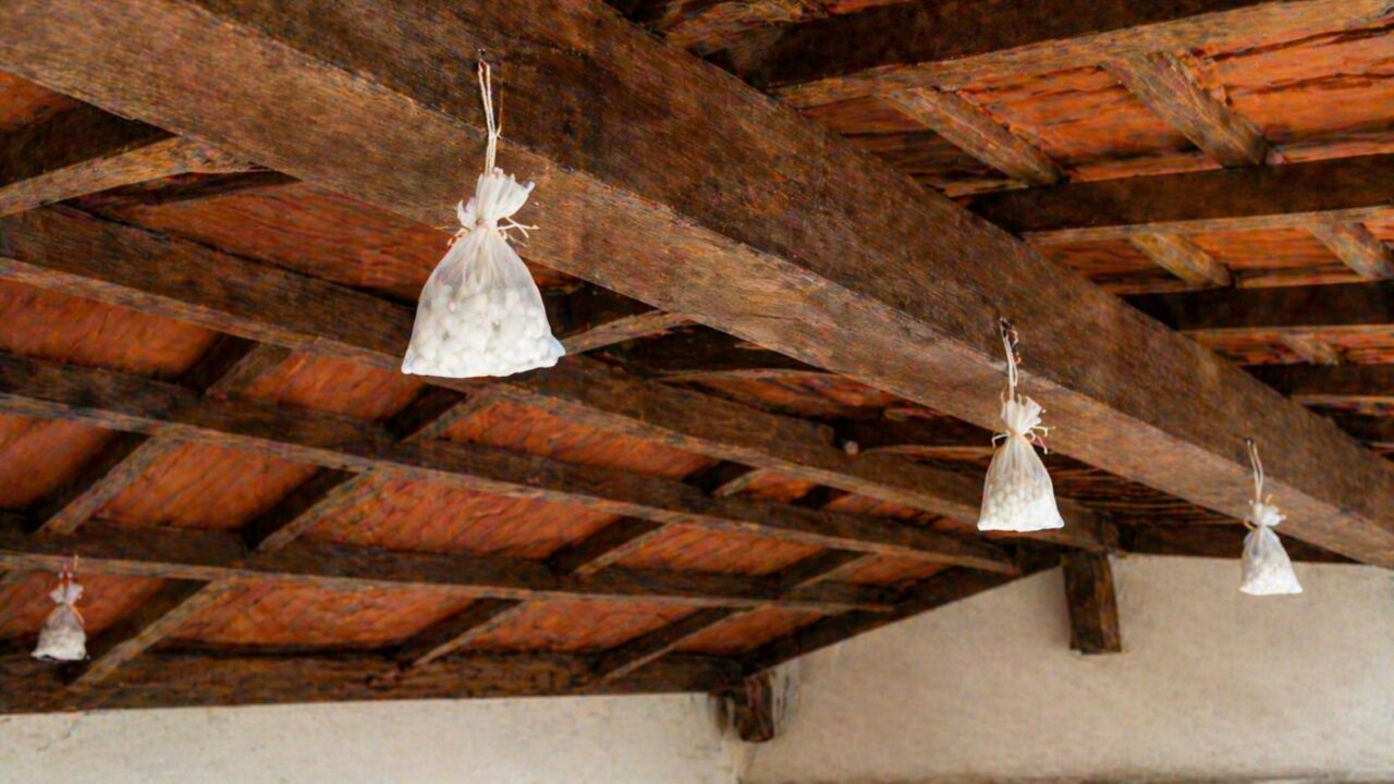 A mistura barata de cânfora contra morcegos que promete afastar os animais do telhado sem complicação