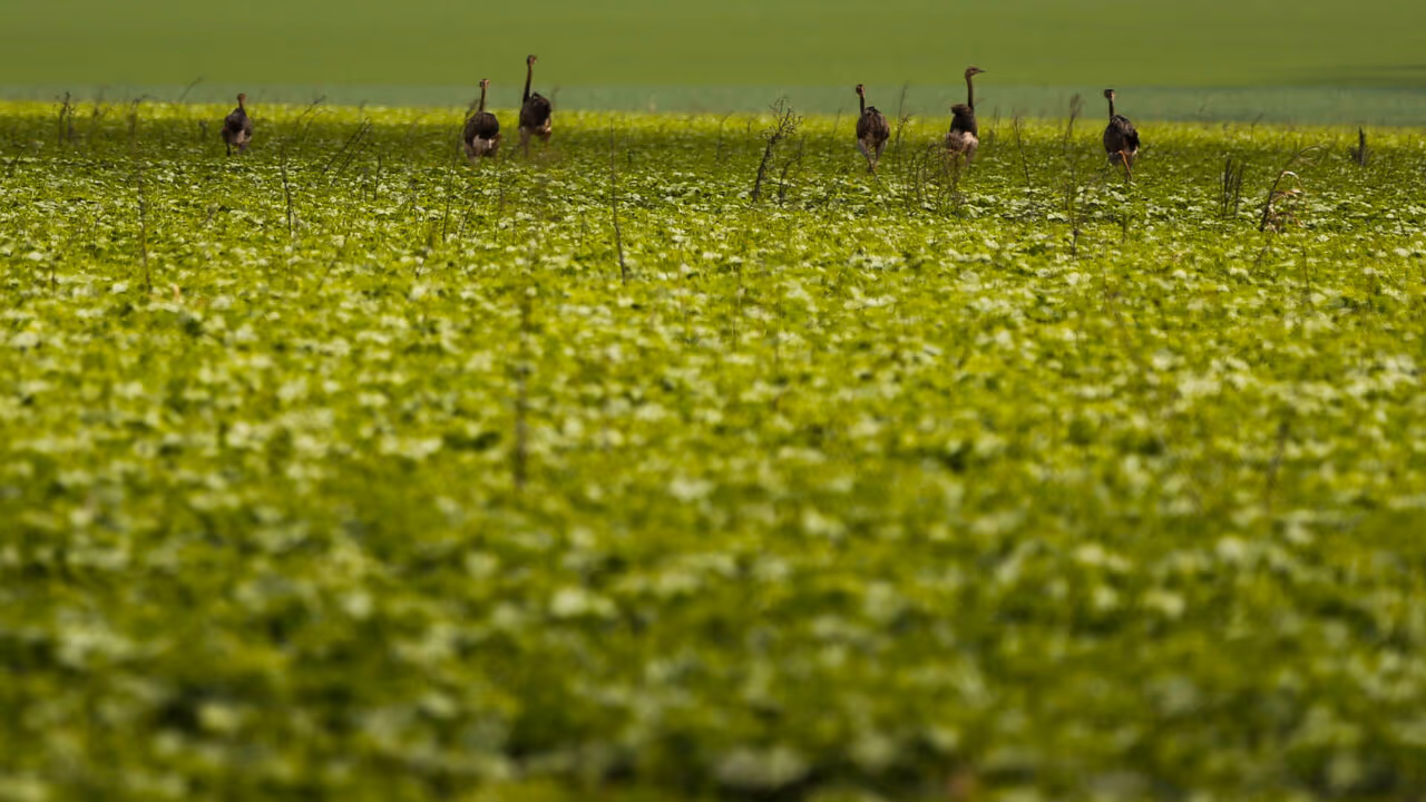 A armadilha para o agro no pânico do petróleo