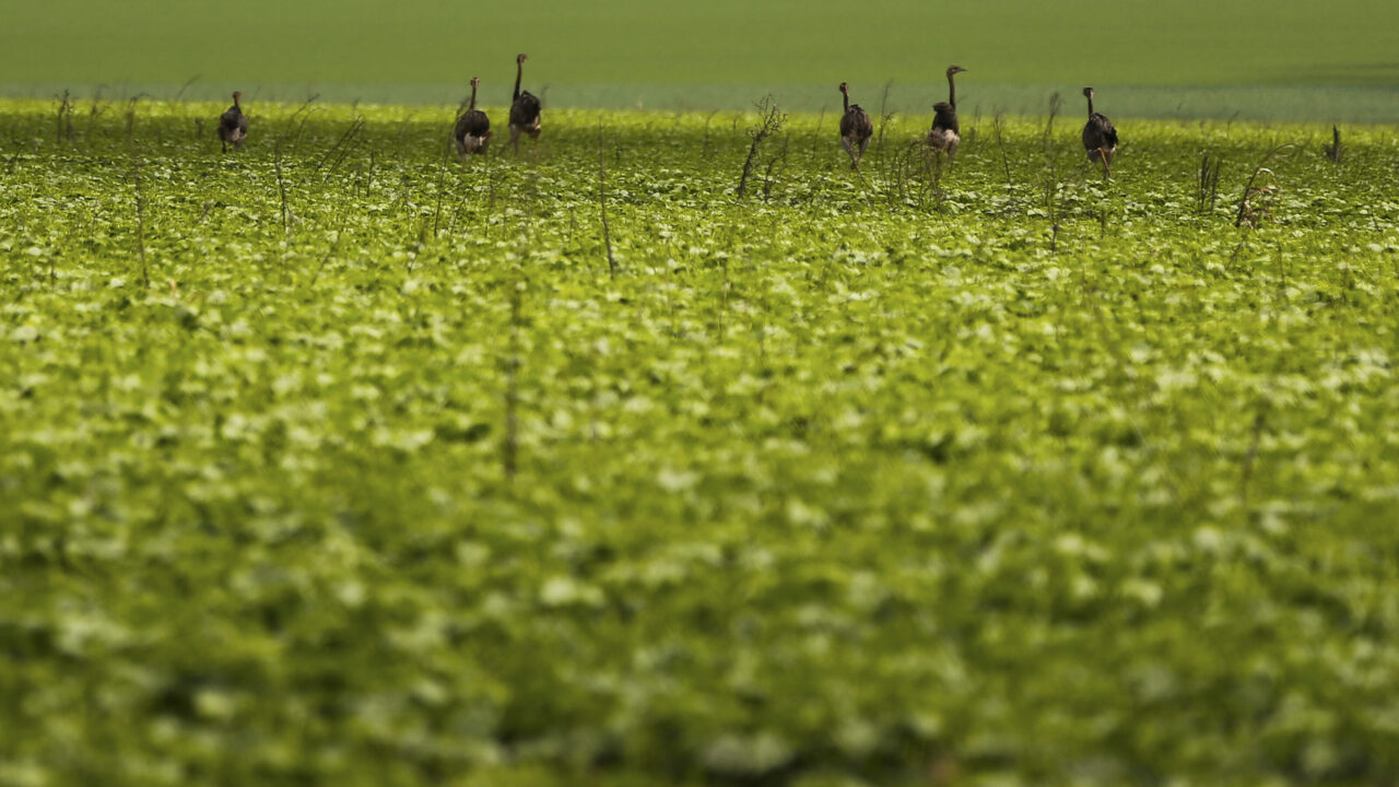 A armadilha para o agro no pânico do petróleo