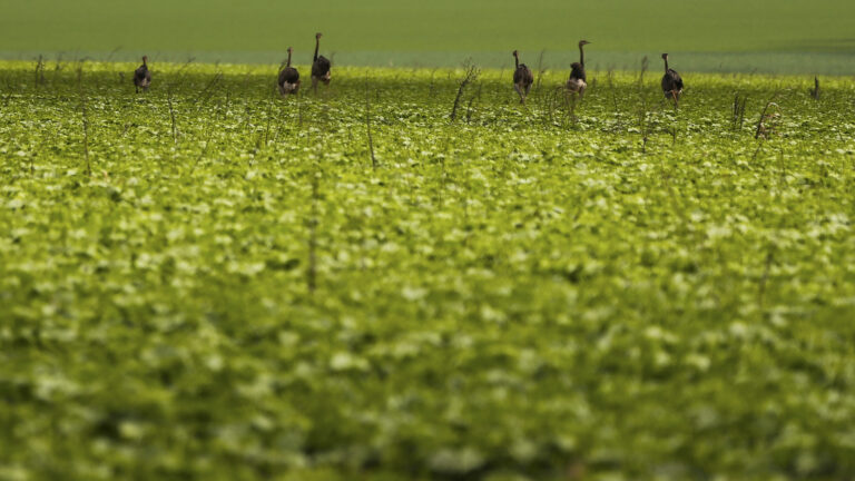 A armadilha para o agro no pânico do petróleo