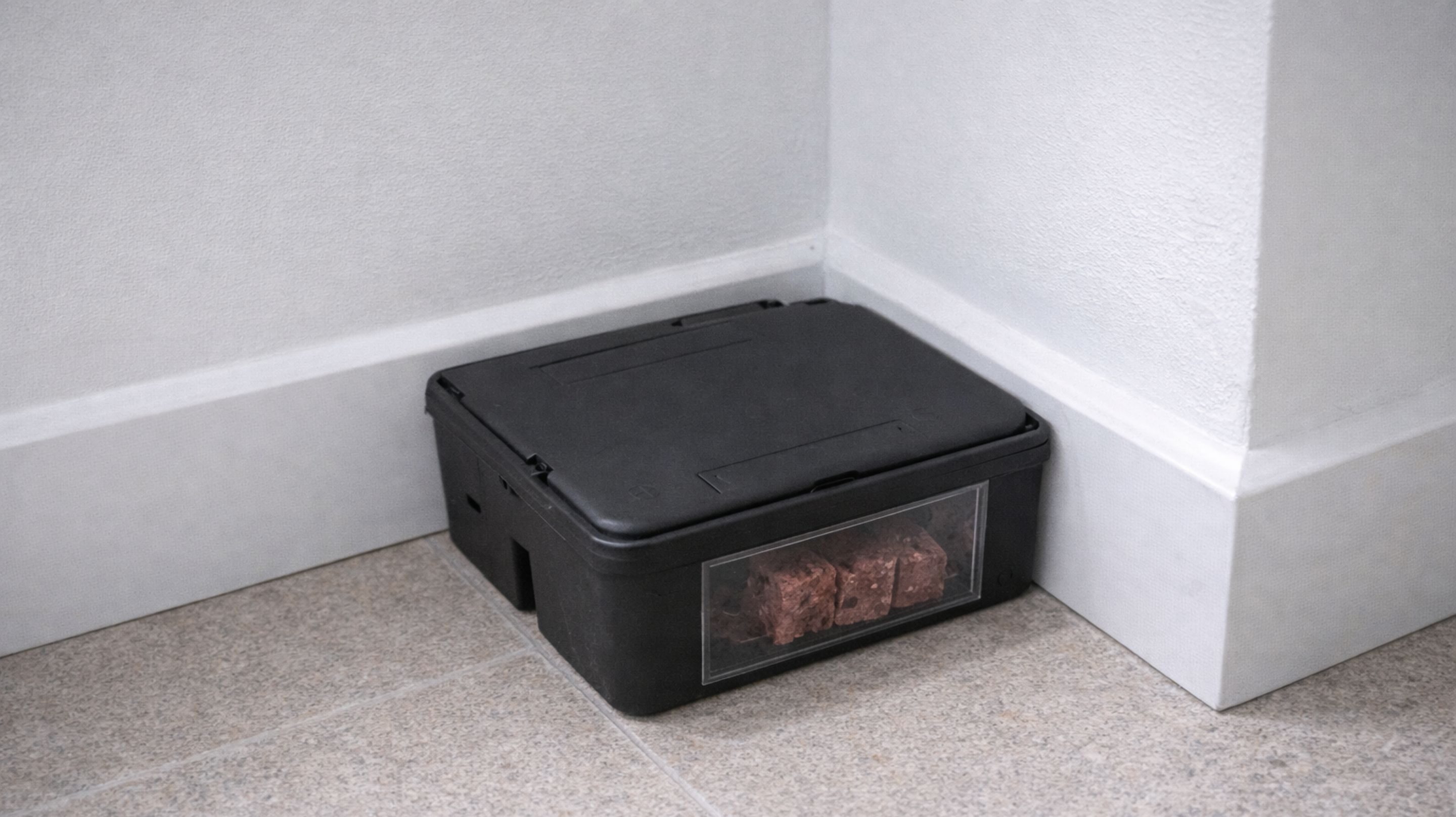 Como acabar com ratos rápido dentro de casa usando um método simples que você pode aplicar hoje