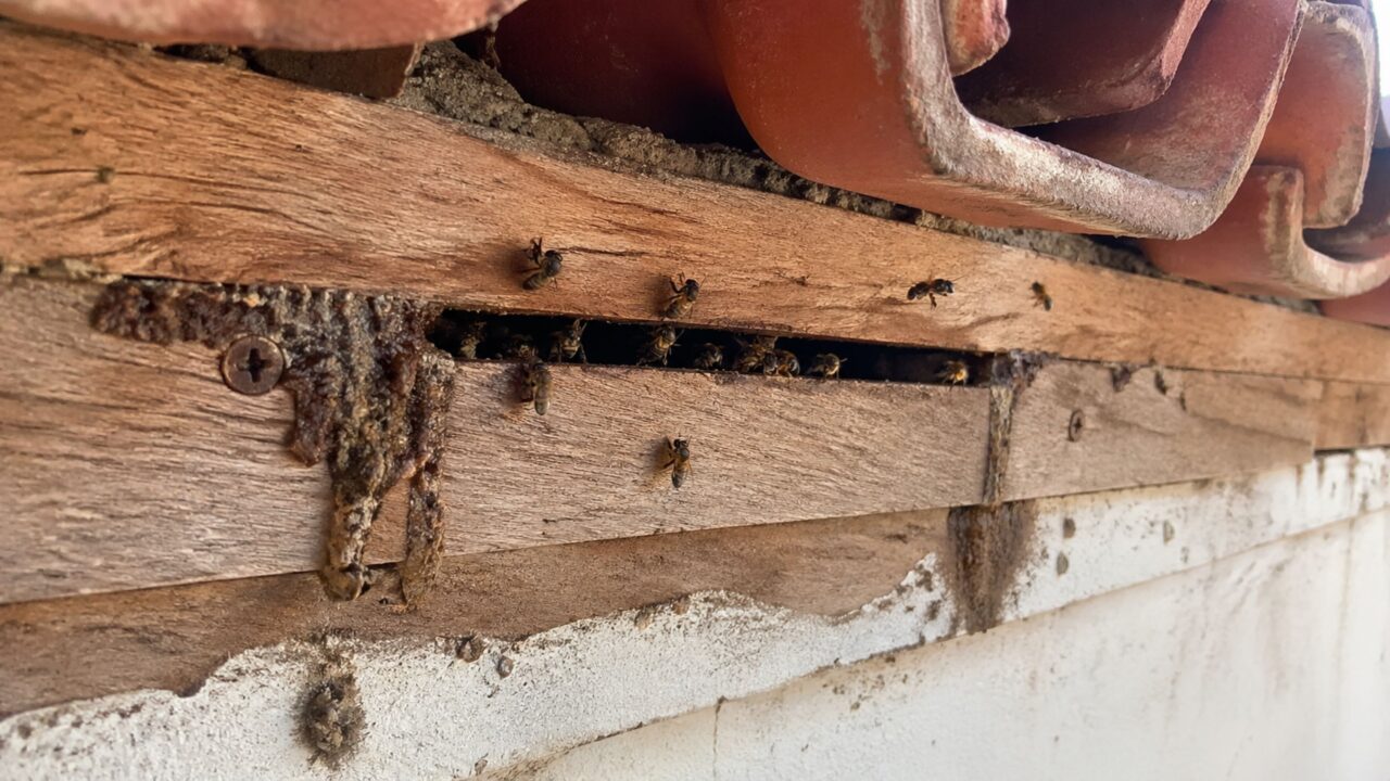 Como combater abelha arapuá sem risco e proteger sua casa com medidas seguras e eficazes