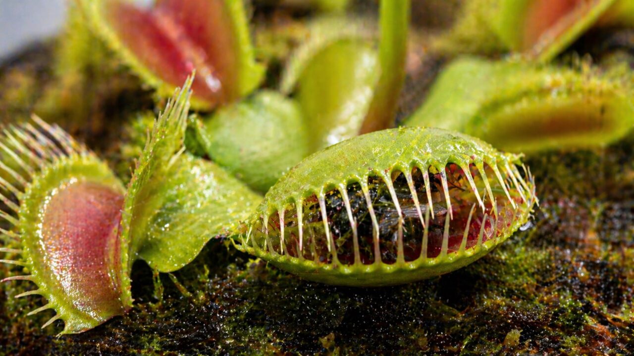 Planta carnívora: como se alimenta e o que acontece quando ela captura um inseto