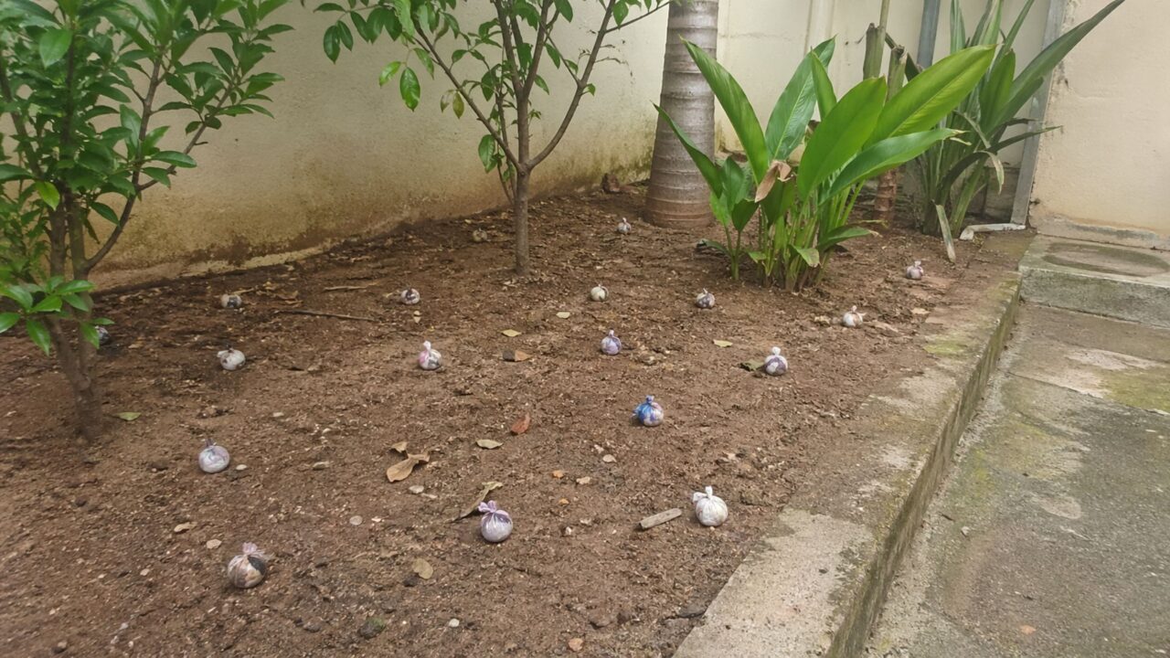 Como afastar gatos do jardim com métodos caseiros simples que funcionam sem machucar os animais