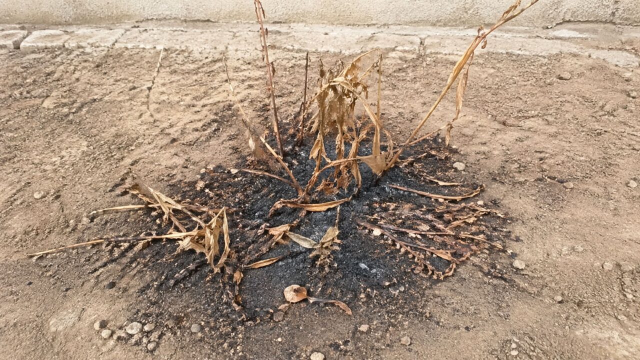 O herbicida natural e barato que queima ervas daninhas pela raiz sem envenenar sua chácara