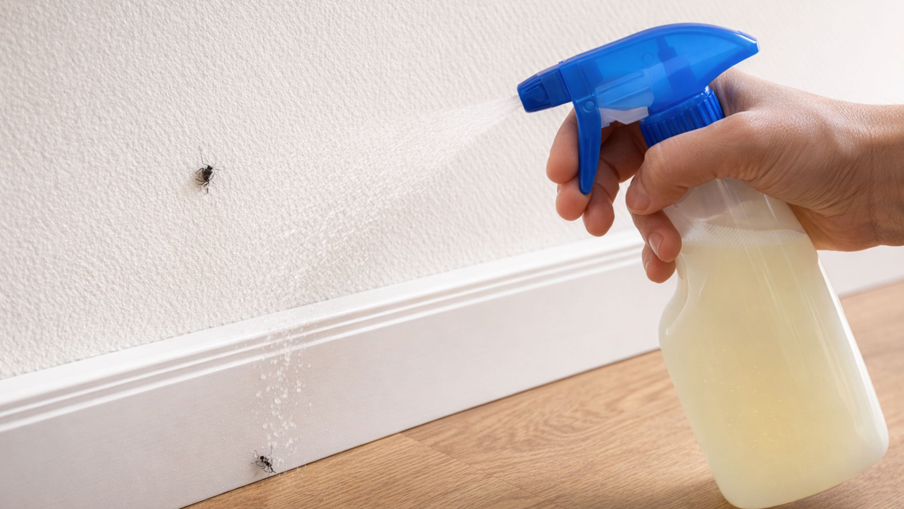 Jogue esta mistura caseira contra insetos no canto da parede e elimine a presença desses bichos