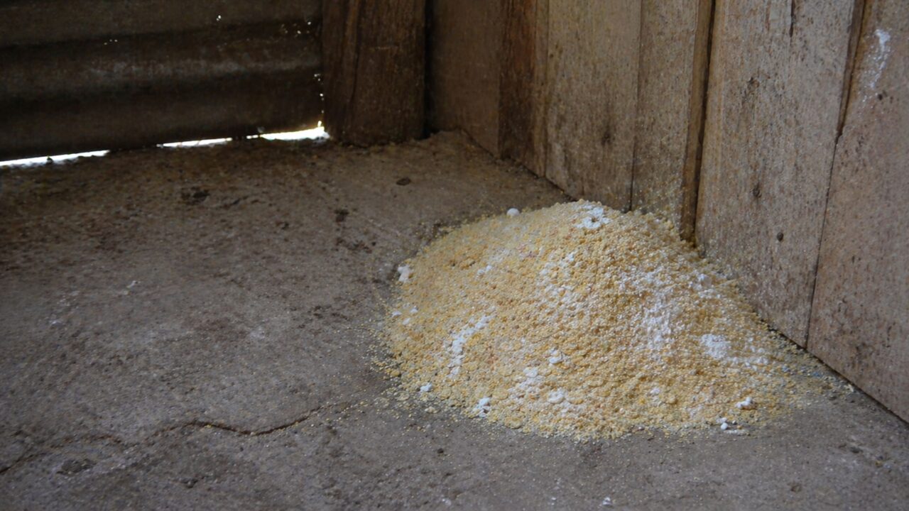 O pó de farmácia inofensivo para cães que extermina ratazanas do galpão em poucos dias