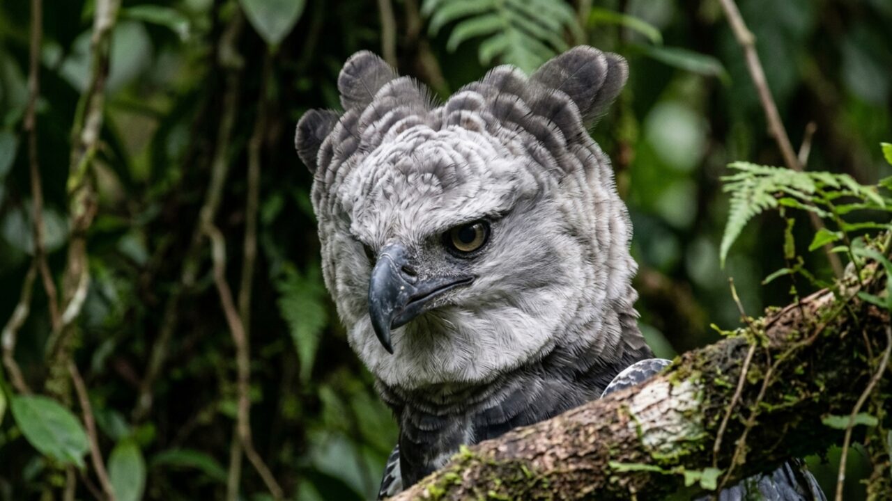 A águia gigante das matas brasileiras capaz de caçar mamíferos pesados e carregar nas garras