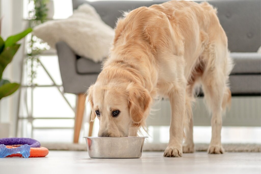 Por que cachorro enterra comida? Descubra os motivos