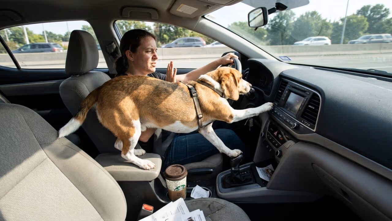 Motoristas que levam animais dentro do carro precisam conhecer o art. 252 do CTB