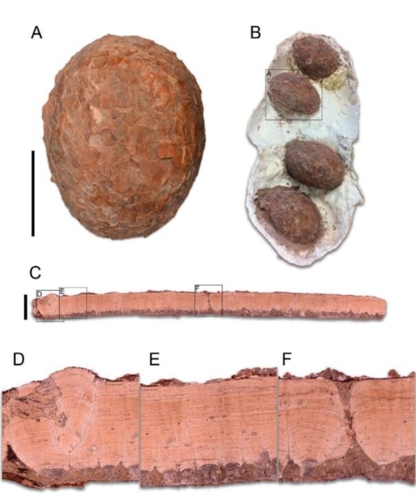 Arqueólogos ficam incrédulos ao encontrarem ovos de dinossauro de 72 milhões de anos