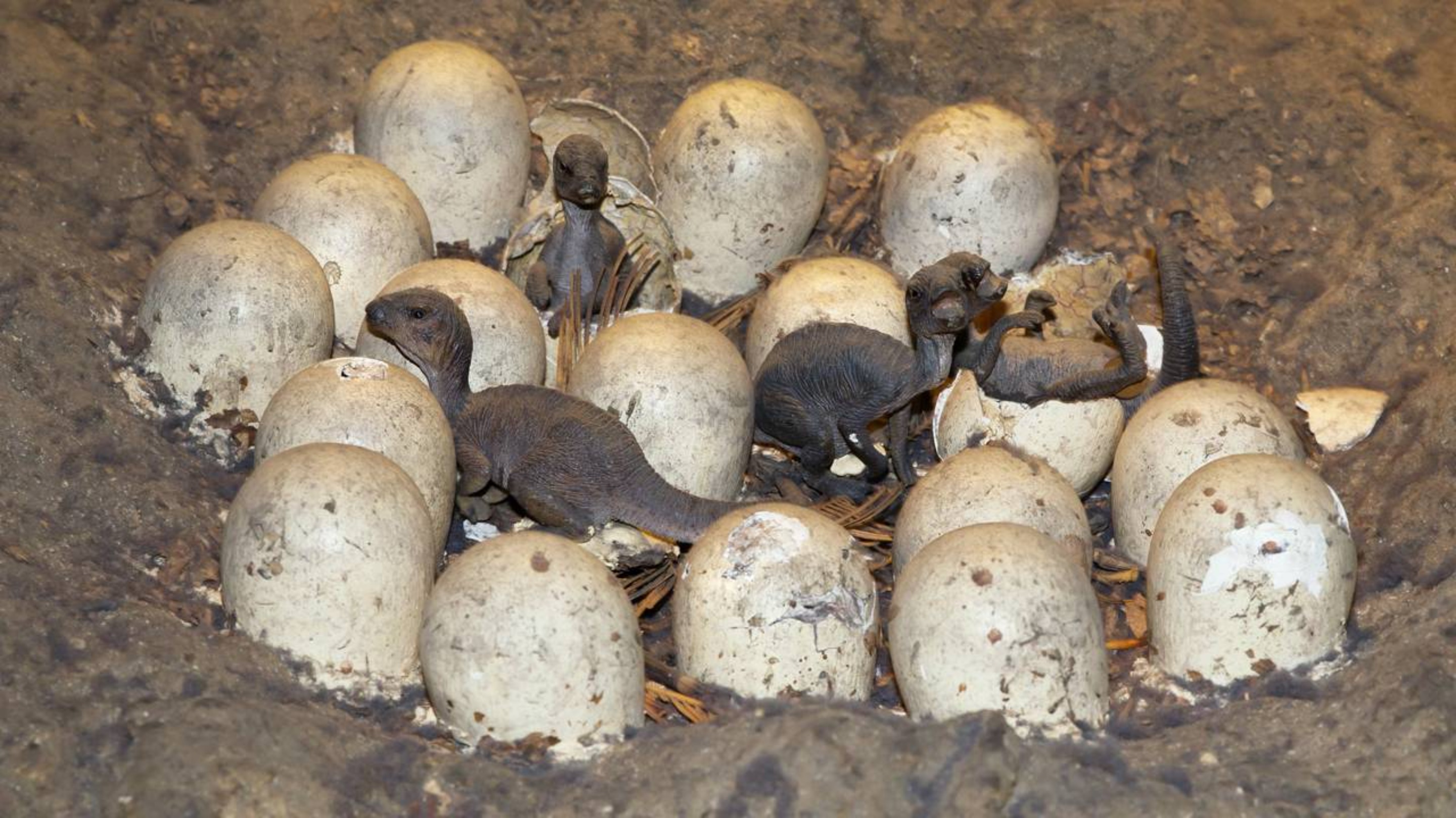 Arqueólogos ficam incrédulos ao encontrarem ovos de dinossauro de 72 milhões de anos