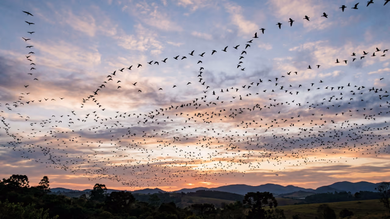 Como aves migratórias encontram o caminho sem mapa, nem GPS e ainda cruzam continentes com precisão