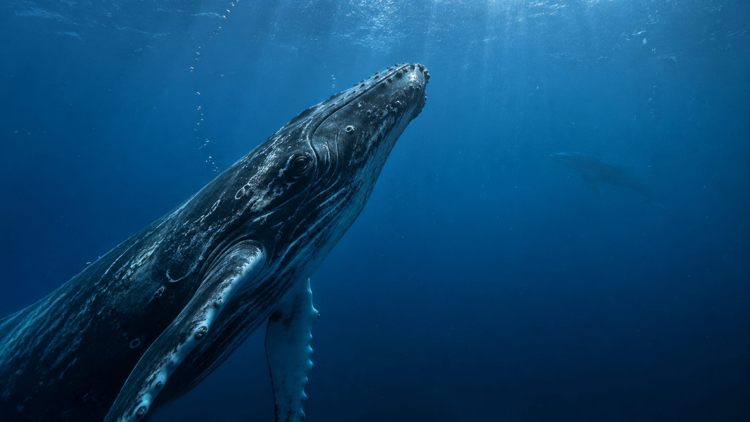 O canto das baleias pode cruzar o oceano e revelar uma linguagem que ainda desafia a ciência